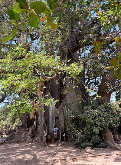 arbre sacre casamance