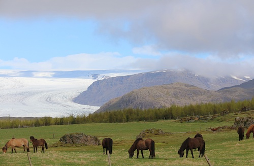 balade cheval islande