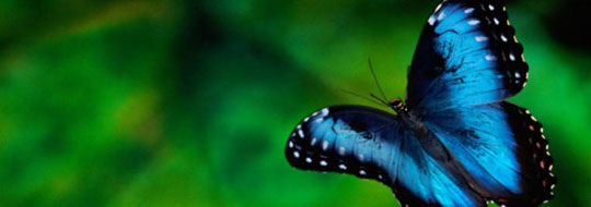 costa-rica_papillon.jpg