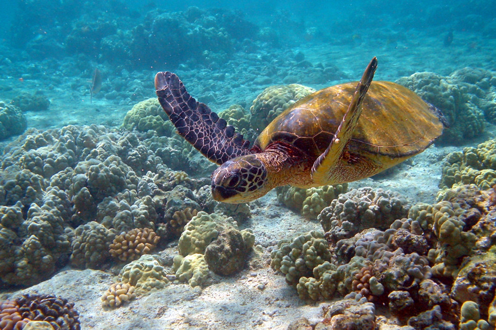 Tortue verte (Chelonia mydas)