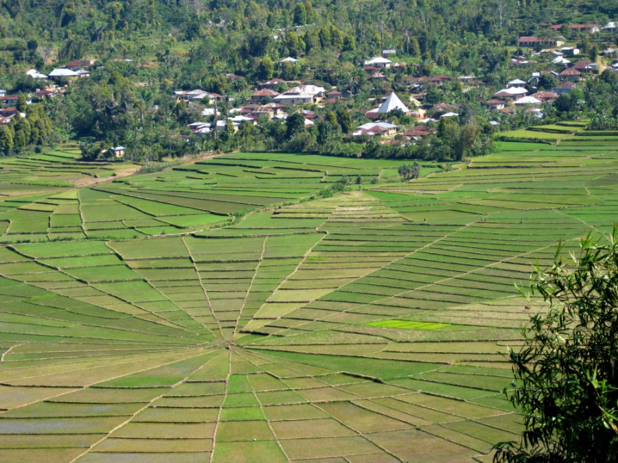 indonesie ile flores rizieres