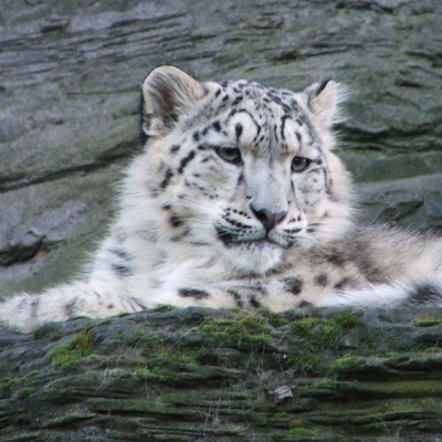 kirghizistan leopard des neiges