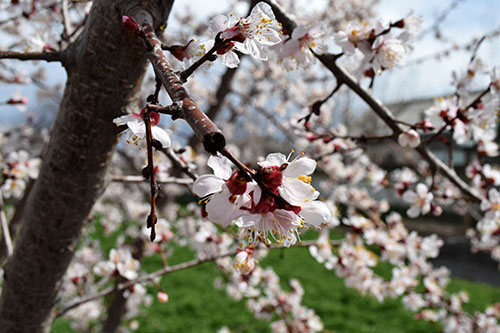 abricotier-nature-ouzbékistan ouzbekistan abricotier