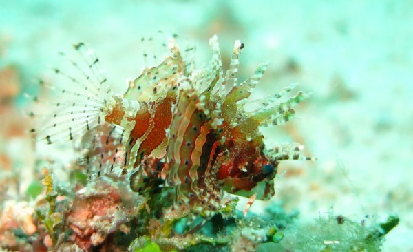 philippines fonds marins lion fish