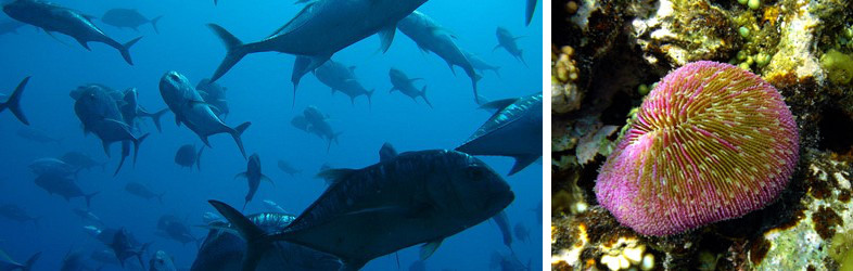 plongee philippines fonds marins