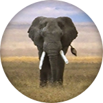 Retour d'un safari en Tanzanie avec l'Heure Vagabonde