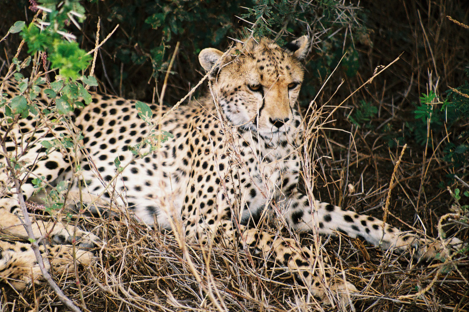 Tanzanie, une destination Heure Vagabonde