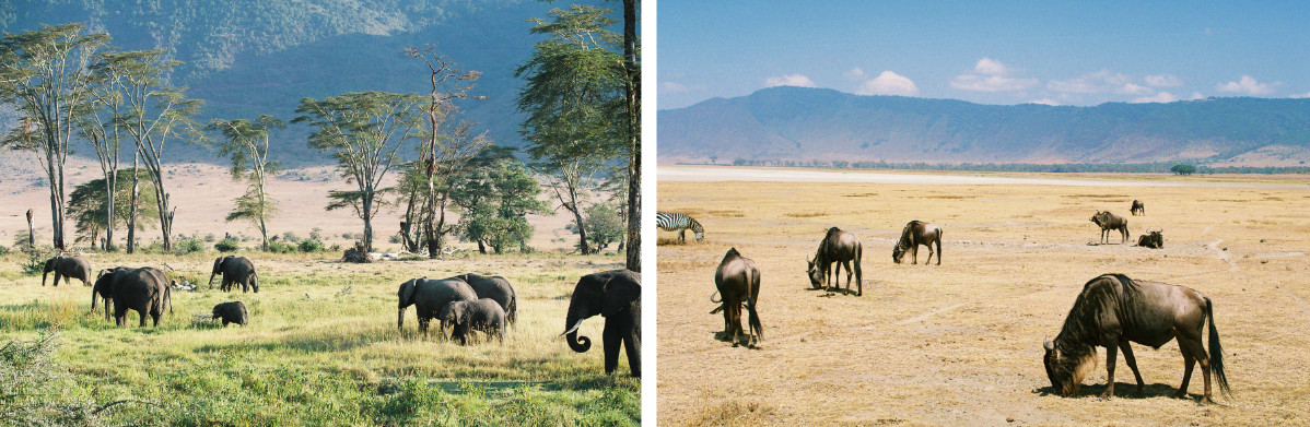 tanzanie parc naturel animaux