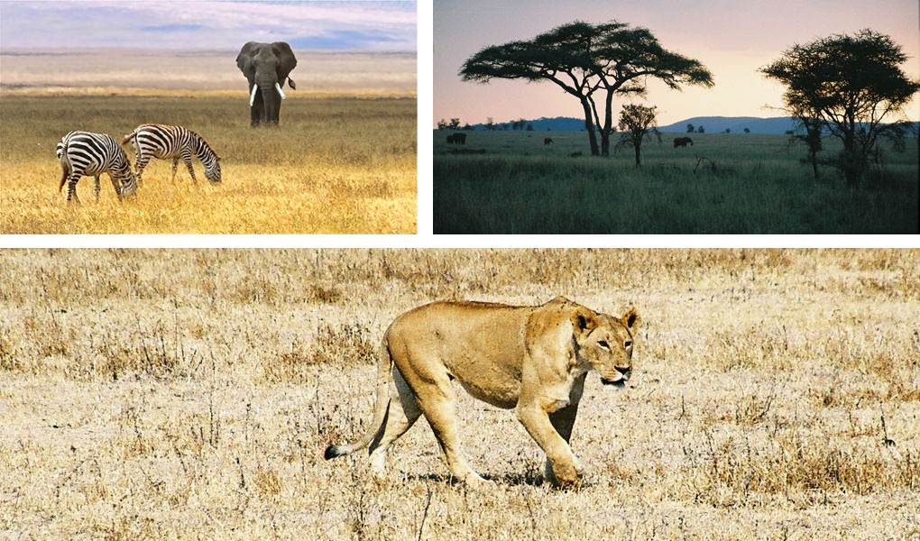 tanzanie safari parc nord