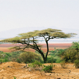 tanzanie