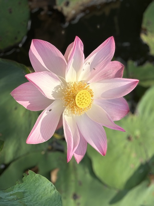 lotus fleur sejour a theme Vietnam