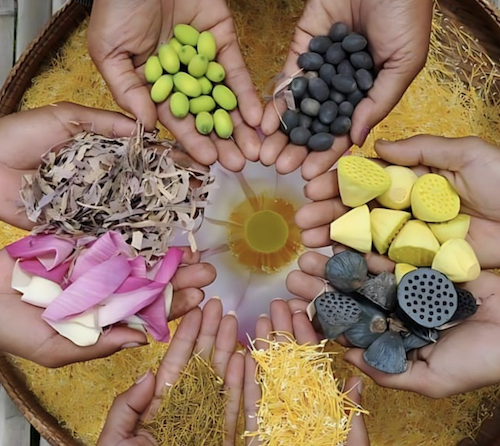 lotus voyage a theme