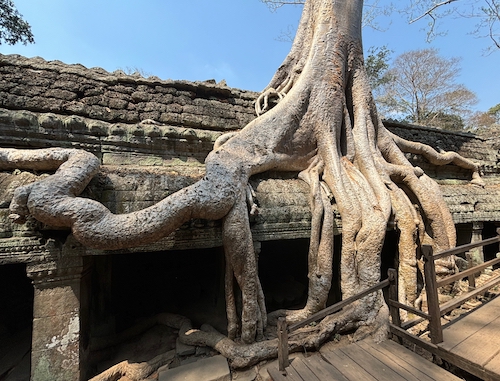 ta prohm siem reap