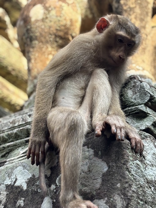 temple bayon cambodge
