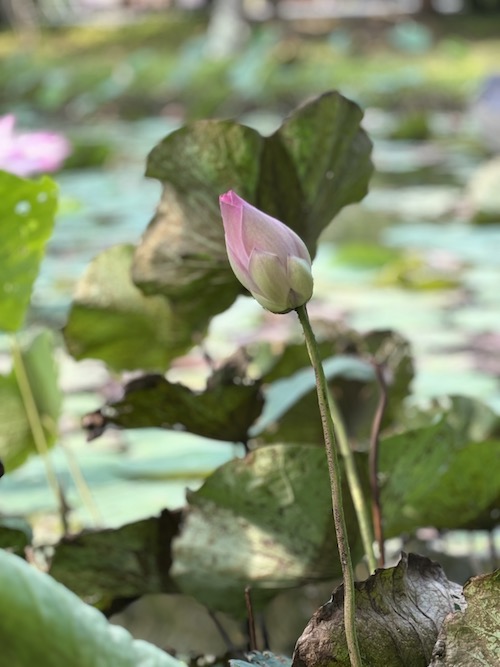 voyage a theme lotus cambodge