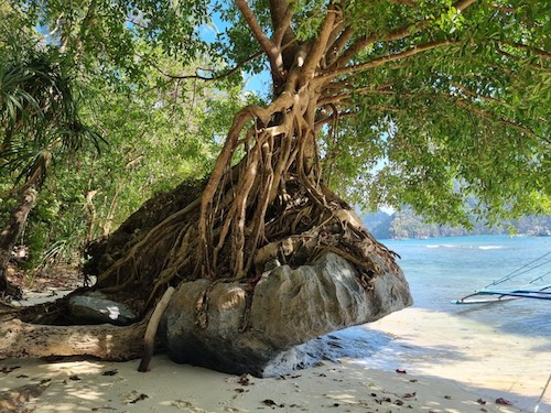 voyage nature philippines